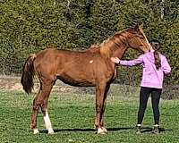warmblood-filly