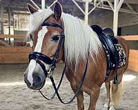 flaxen-haflinger-horse