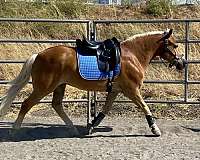 solid-haflinger-horse