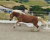 good-minded-haflinger-horse