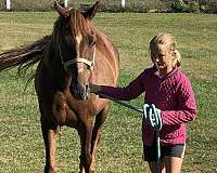 chestnut-morab-gelding