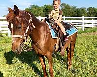 morab-pony-for-sale