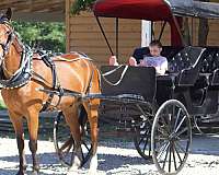 driving-horses-for-sale-standardbred