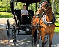 standardbred-driving-horses-for-sale