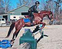 roany-on-sides-horse