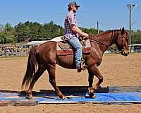 roan-roany-on-sides-horse