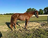 beginner-tennessee-walking-horse