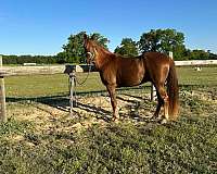 trail-riding-tennessee-walking-horse