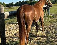 western-riding-tennessee-walking-horse