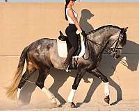 good-xrays-lusitano-horse