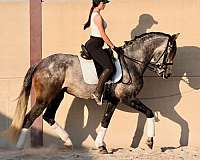 good-xrays-horse