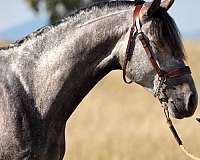good-xrays-stallion