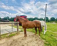 sorrel-beginner-ranch-horse