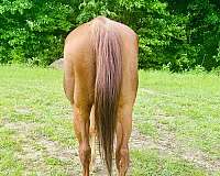 quarter-horse-gelding