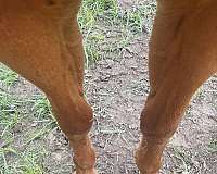 quarter-horse-for-sale