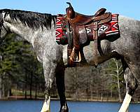 beginner-horse-quarter