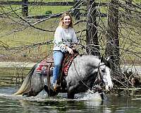ranch-horse-quarter