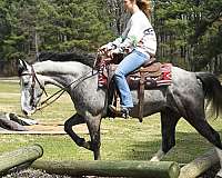 trail-horse-quarter