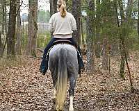 family-safe-quarter-horse