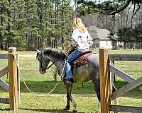 flashy-quarter-horse