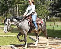 quarter-horse