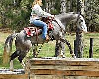 safe-horse-quarter