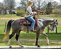 sweet-quarter-horse