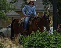 athletic-quarter-horse