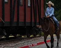 husband-safe-quarter-horse