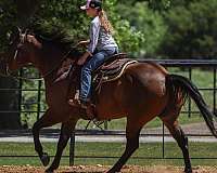 performance-quarter-horse