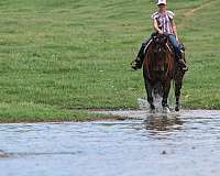 ranch-quarter-horse