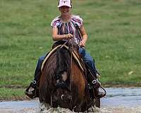 ranch-versatility-quarter-horse