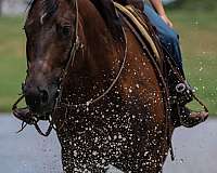 ranch-work-quarter-horse