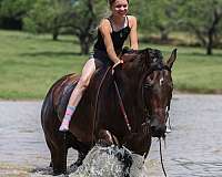 show-quarter-horse
