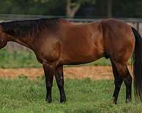trail-quarter-horse