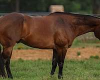 trail-riding-quarter-horse