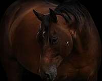 working-cattle-quarter-horse