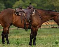 bay-quarter-horse-gelding