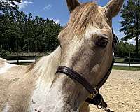 eye-rocky-mountain-horse