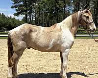 good-manners-rocky-mountain-horse
