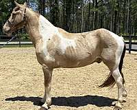 saddles-rocky-mountain-horse