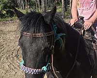 shetland-pony-gelding
