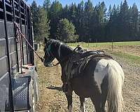 shetland-pony-for-sale