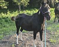 confidence-shetland-pony