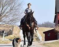 athletic-friesian-horse