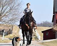 cross-friesian-horse