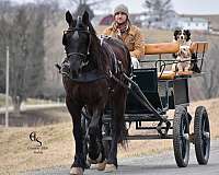 draft-friesian-horse