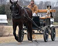 dressage-friesian-horse