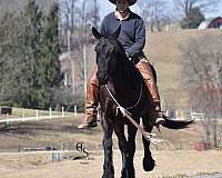 driving-friesian-horse