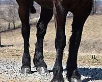 flashy-friesian-horse